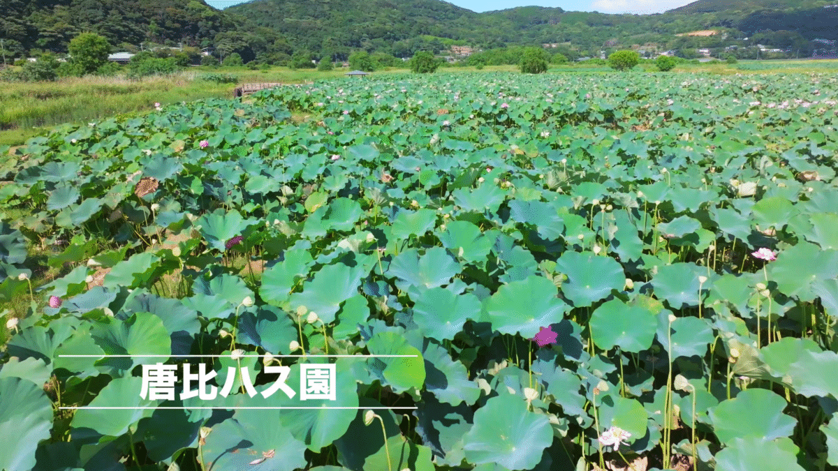 ドローン空撮　唐比ハス園