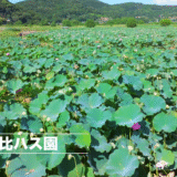 ドローン空撮　唐比ハス園