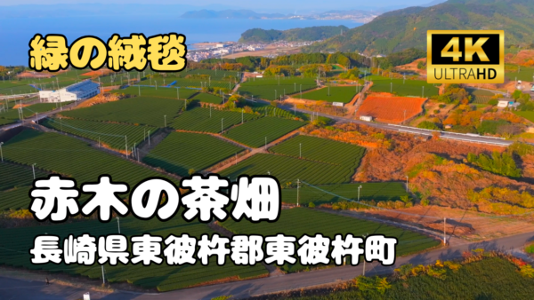 ドローン空撮　赤木の茶畑