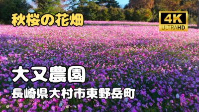 ドローン空撮　大又農園のコスモス