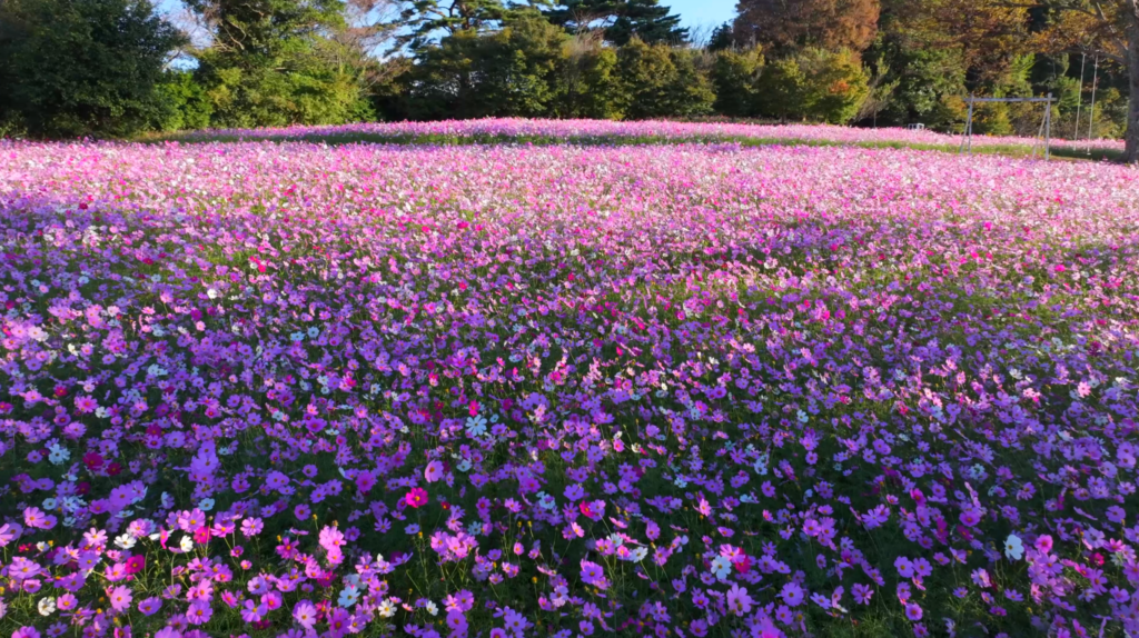 長崎県大村市の大又農園に咲くコスモスをドローンで4K空撮