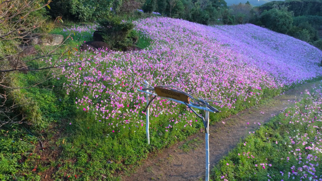 長崎県大村市の大又農園と秋のコスモス畑をドローンで空撮
